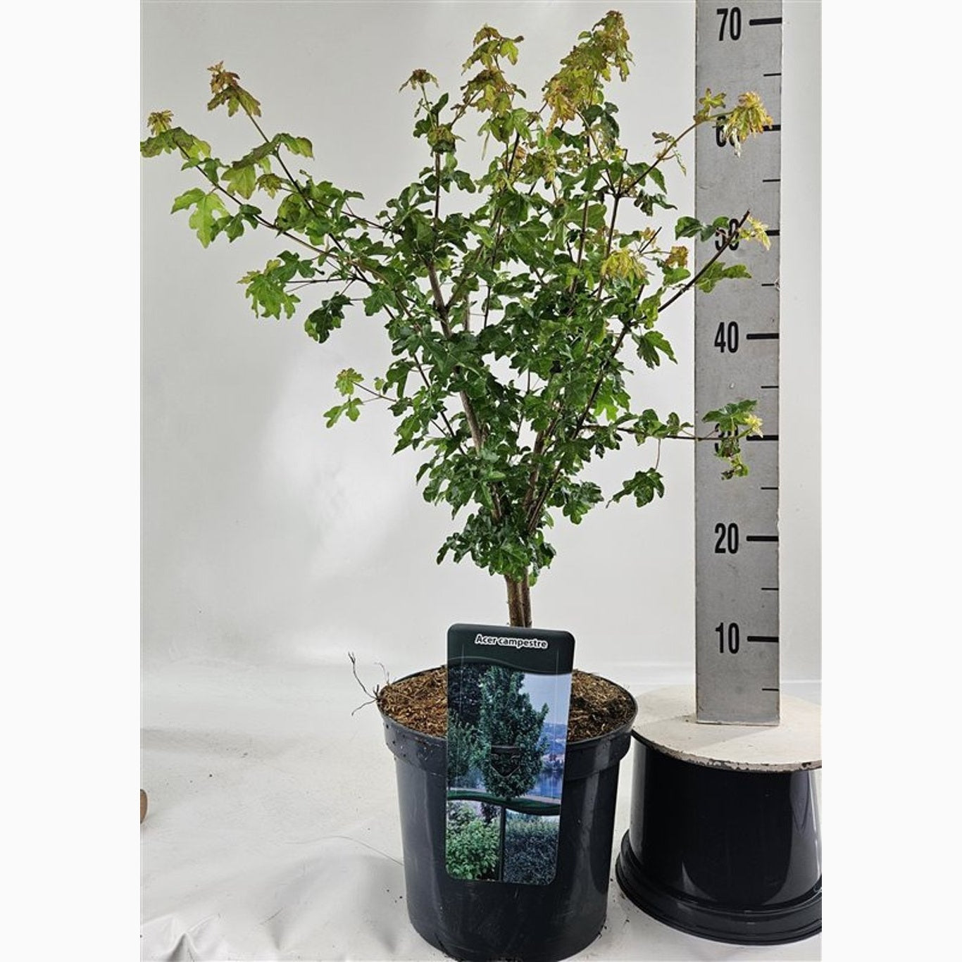 Fältlönn – Acer campestre - C7,5 60/+ CM